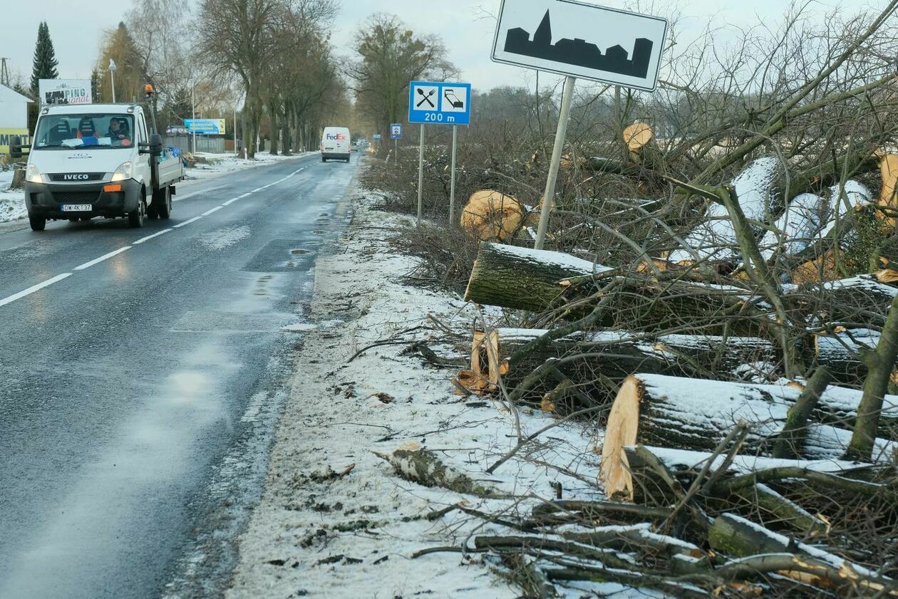  Wycinka drzew na drodze wojewódzkiej nr 830 między Sadurkami a Nałęczowem (zdjęcie 18) - Autor: Maciej Kaczanowski