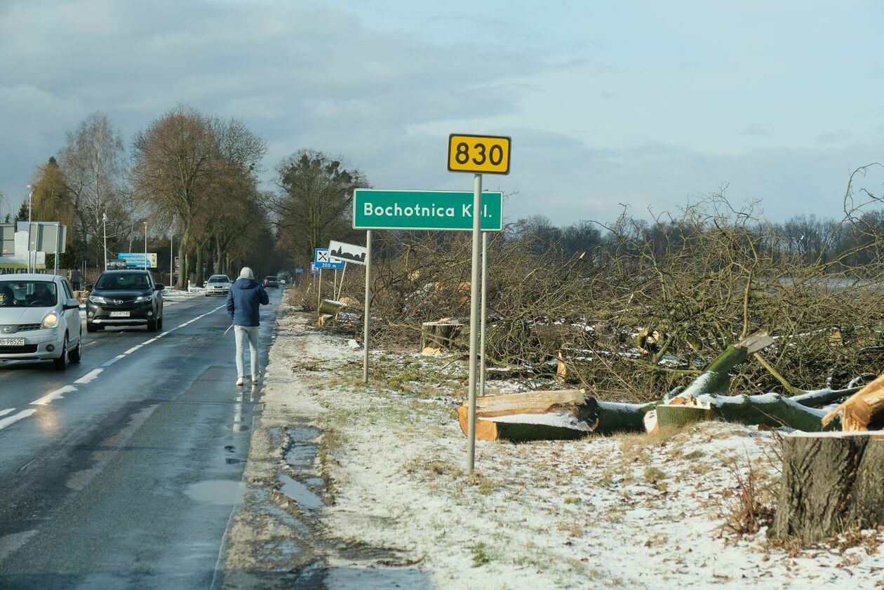 Wycinka drzew na drodze wojewódzkiej nr 830 między Sadurkami a Nałęczowem - Autor: Maciej Kaczanowski