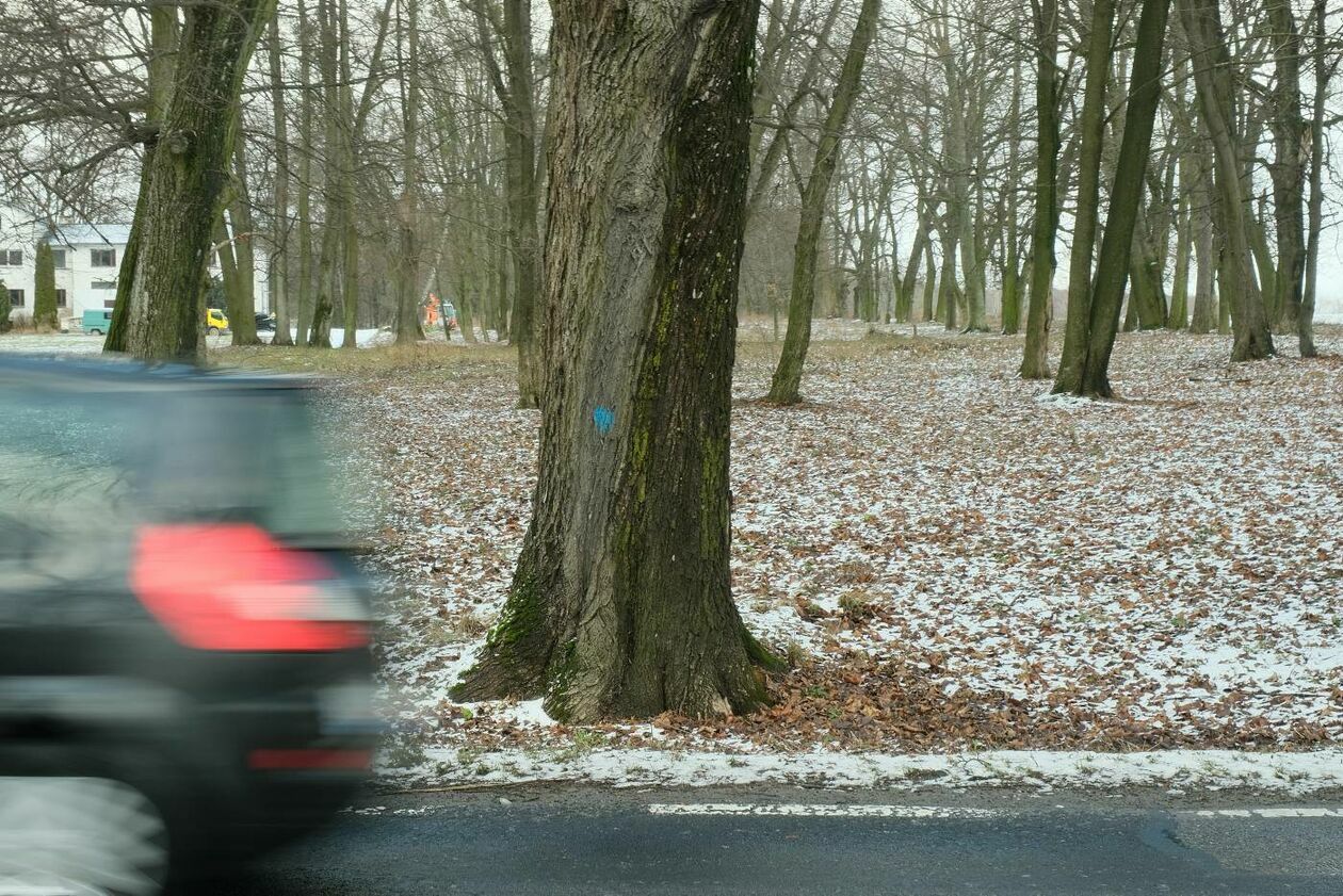  Wycinka drzew na drodze wojewódzkiej nr 830 między Sadurkami a Nałęczowem (zdjęcie 26) - Autor: Maciej Kaczanowski