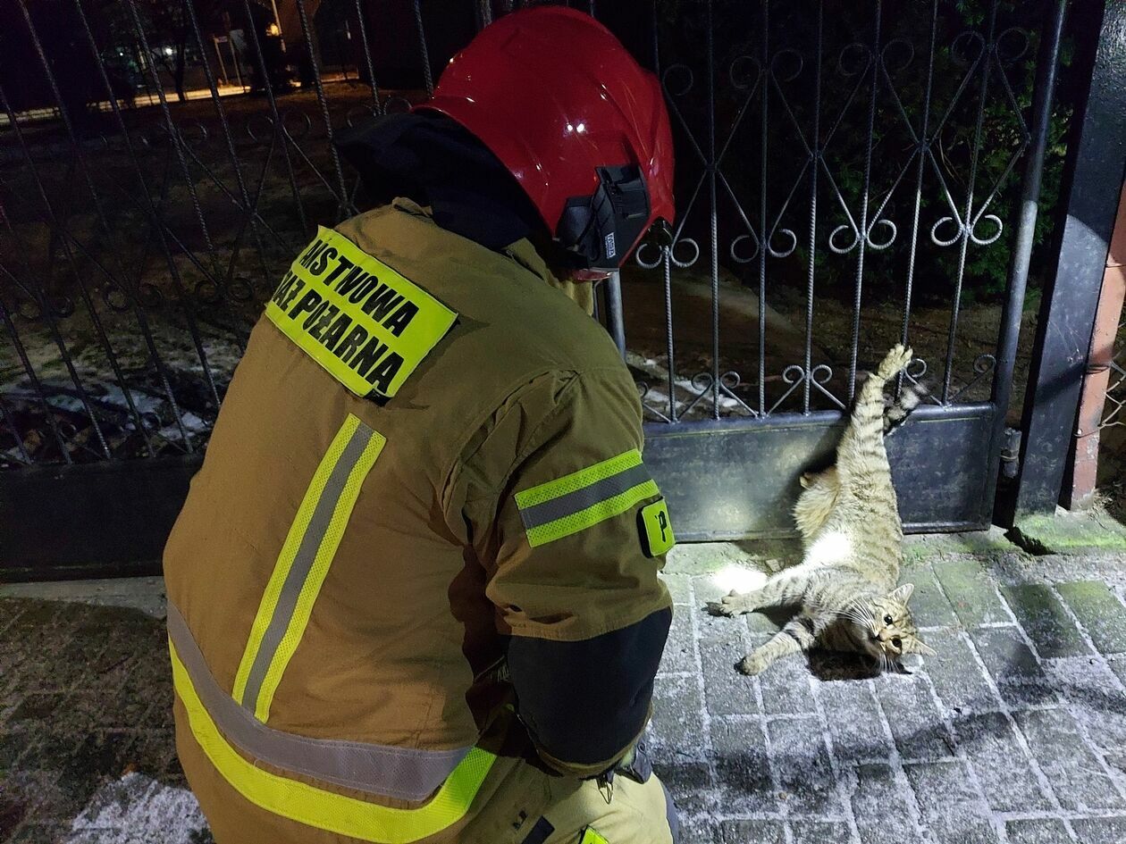  Strażacy z Radzynia Podlaskiego uratowali kota (zdjęcie 1) - Autor: KP PSP w Radzyniu Podlaskim
