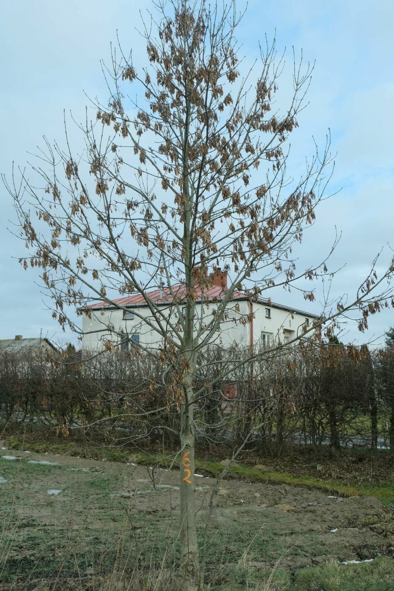  Drzewa przeznaczone do wycięcia przy drodze Bełżyce Niedrzwica (zdjęcie 13) - Autor: Maciej Kaczanowski