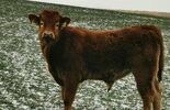 Krowy uciekły właścicielowi (zdjęcie 3)