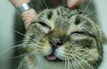 Koty do adopcji w lubelskim schronisku (zdjęcie 5)