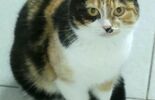 Koty do adopcji w lubelskim schronisku (zdjęcie 2)