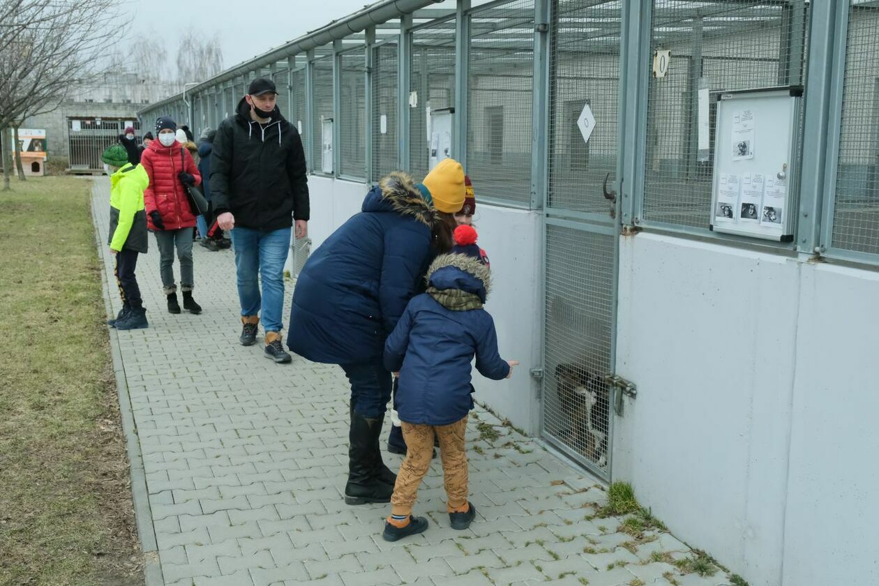  Dzień otwarty w lubelskim schronisku dla zwierząt (zdjęcie 13) - Autor: Maciej Kaczanowski