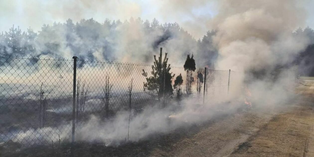  Pożar traw w pobliżu jeziora Piaseczno (zdjęcie 1) - Autor: Czytelnik