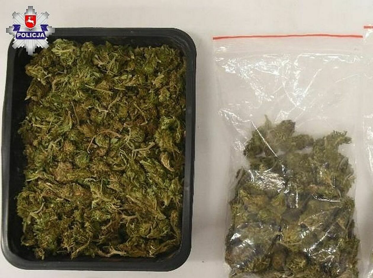  Konopie i marihuana w mieszkaniu 29-latka (zdjęcie 1) - Autor: Policja