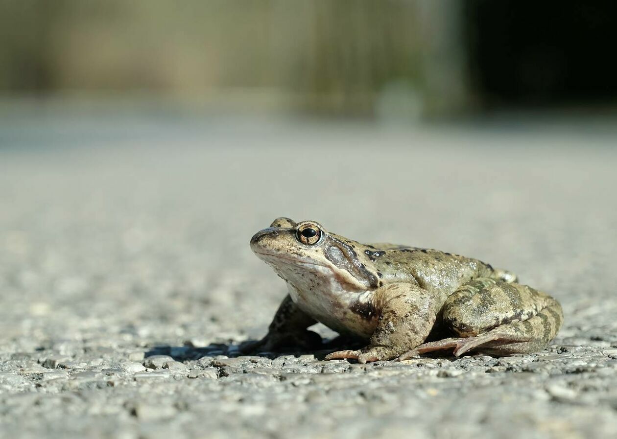  Wędrówki godowe żab przez ruchliwą drogę w Motyczu (zdjęcie 6) - Autor: Maciej Kaczanowski