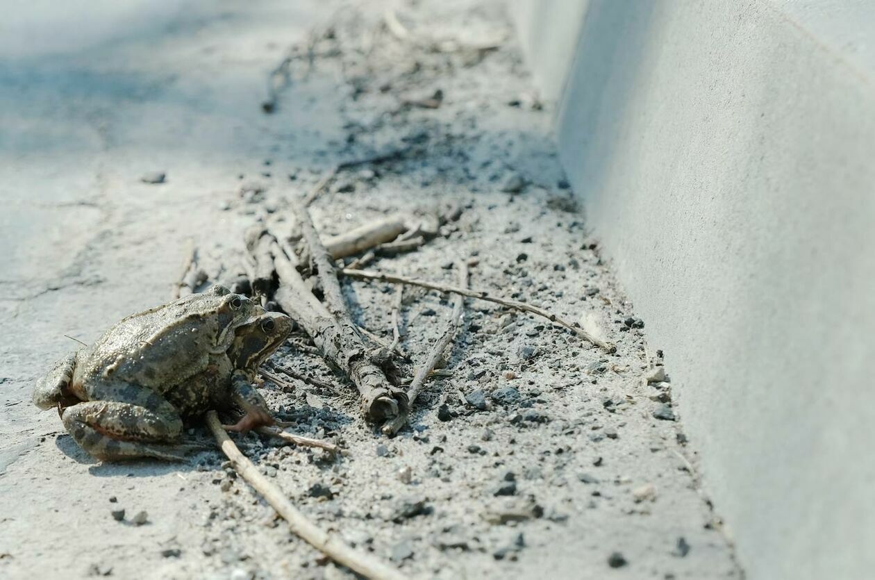  Wędrówki godowe żab przez ruchliwą drogę w Motyczu (zdjęcie 14) - Autor: Maciej Kaczanowski