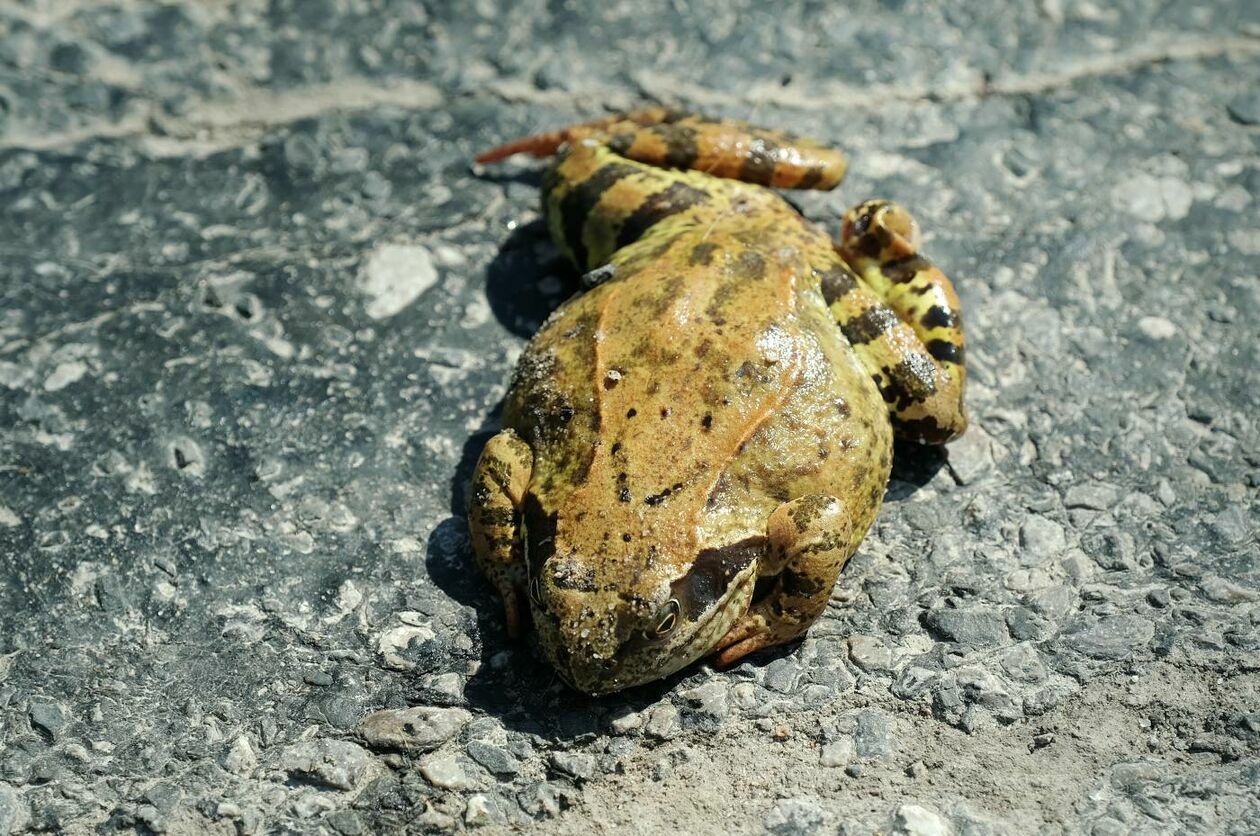  Wędrówki godowe żab przez ruchliwą drogę w Motyczu (zdjęcie 11) - Autor: Maciej Kaczanowski