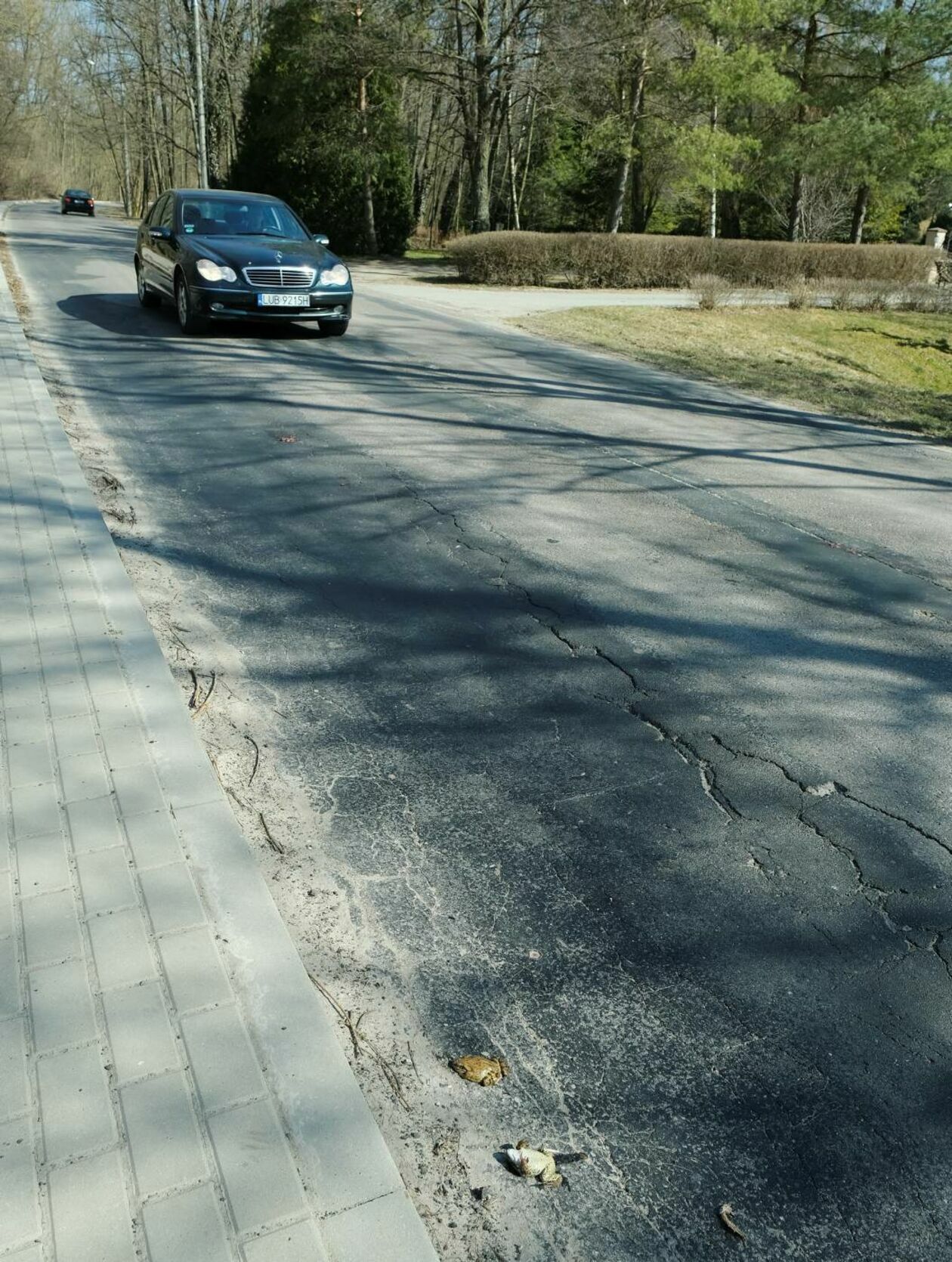  Wędrówki godowe żab przez ruchliwą drogę w Motyczu (zdjęcie 9) - Autor: Maciej Kaczanowski