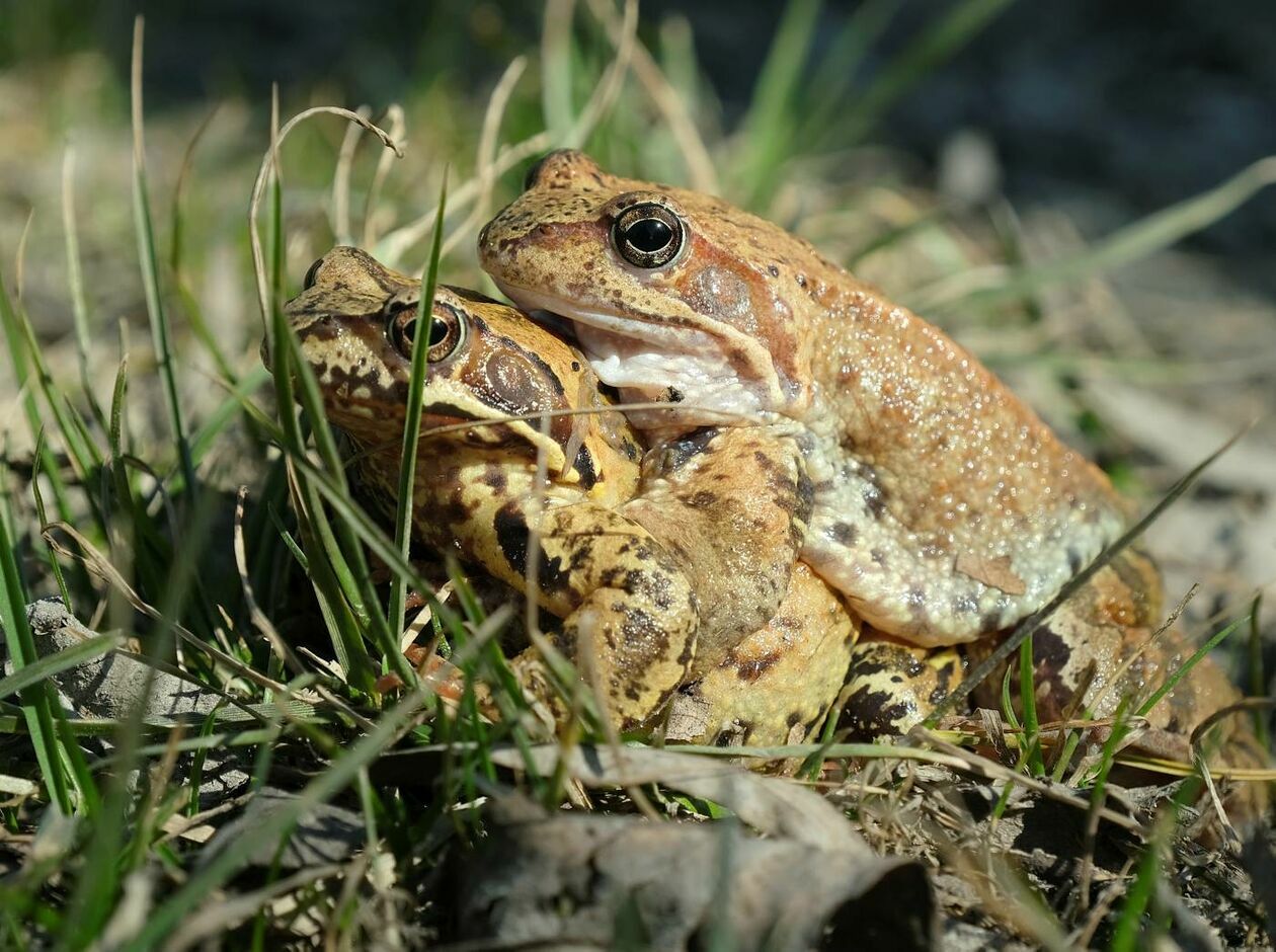 Wędrówki godowe żab przez ruchliwą drogę w Motyczu (zdjęcie 13) - Autor: Maciej Kaczanowski