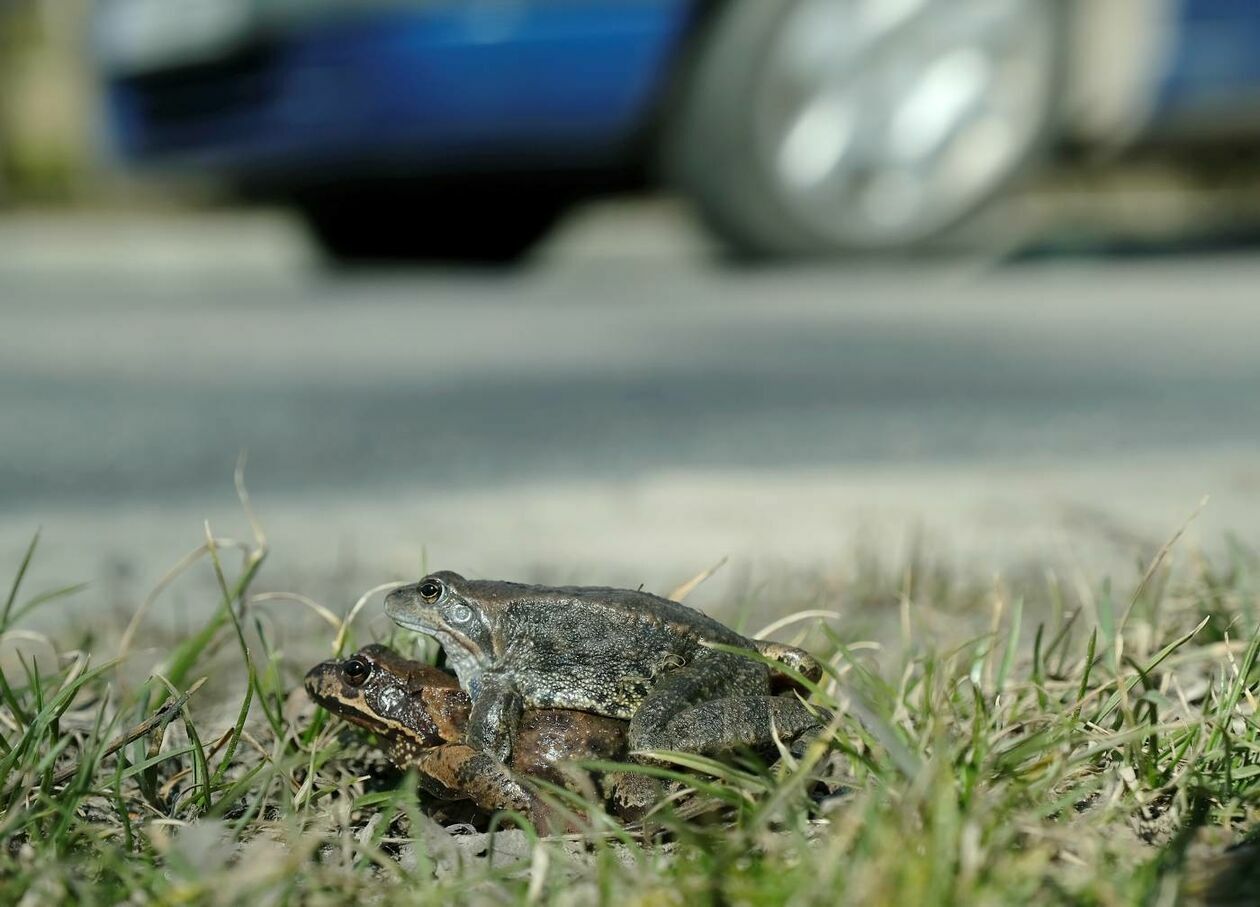 Wędrówki godowe żab przez ruchliwą drogę w Motyczu (zdjęcie 4) - Autor: Maciej Kaczanowski