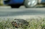 Wędrówki godowe żab przez ruchliwą drogę w Motyczu (zdjęcie 4)