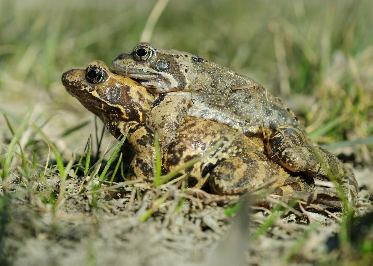  Wędrówki godowe żab przez ruchliwą drogę w Motyczu (zdjęcie 12) - Autor: Maciej Kaczanowski