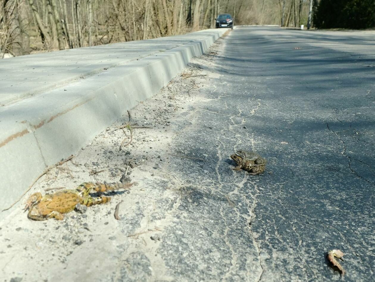  Wędrówki godowe żab przez ruchliwą drogę w Motyczu  - Autor: Maciej Kaczanowski