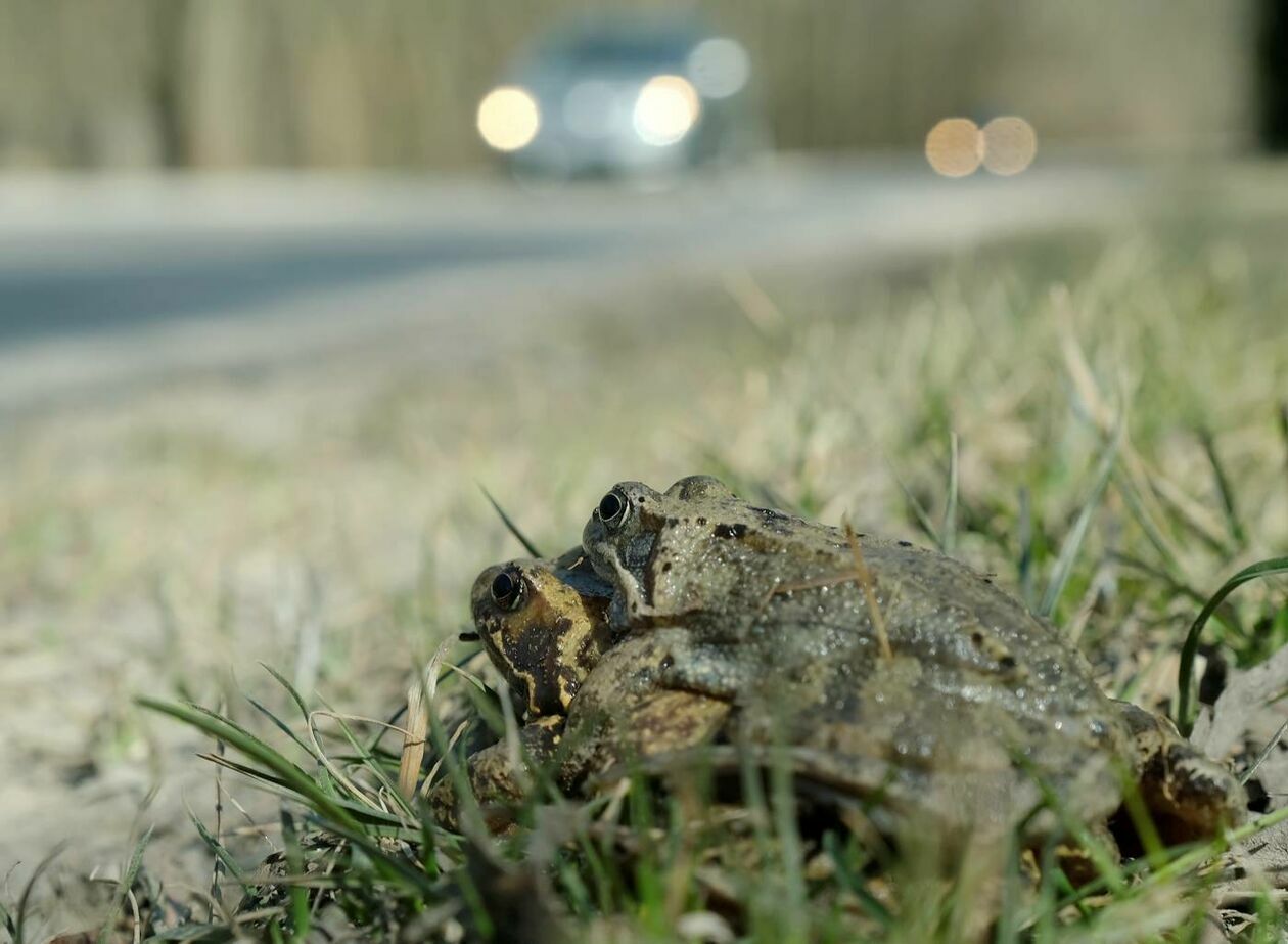  Wędrówki godowe żab przez ruchliwą drogę w Motyczu (zdjęcie 2) - Autor: Maciej Kaczanowski