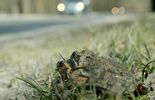 Wędrówki godowe żab przez ruchliwą drogę w Motyczu (zdjęcie 2)