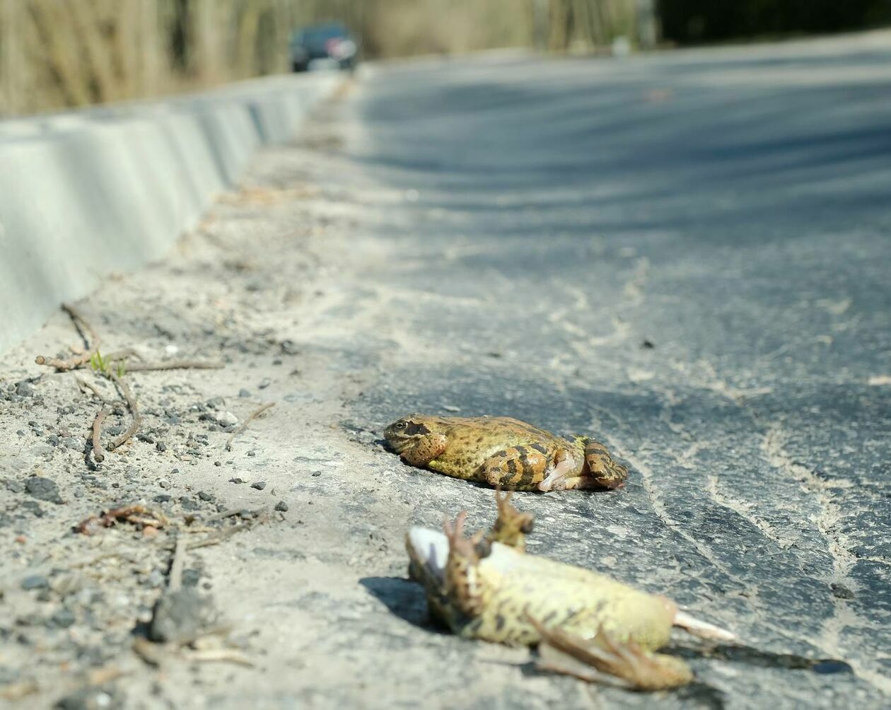  Wędrówki godowe żab przez ruchliwą drogę w Motyczu (zdjęcie 8) - Autor: Maciej Kaczanowski