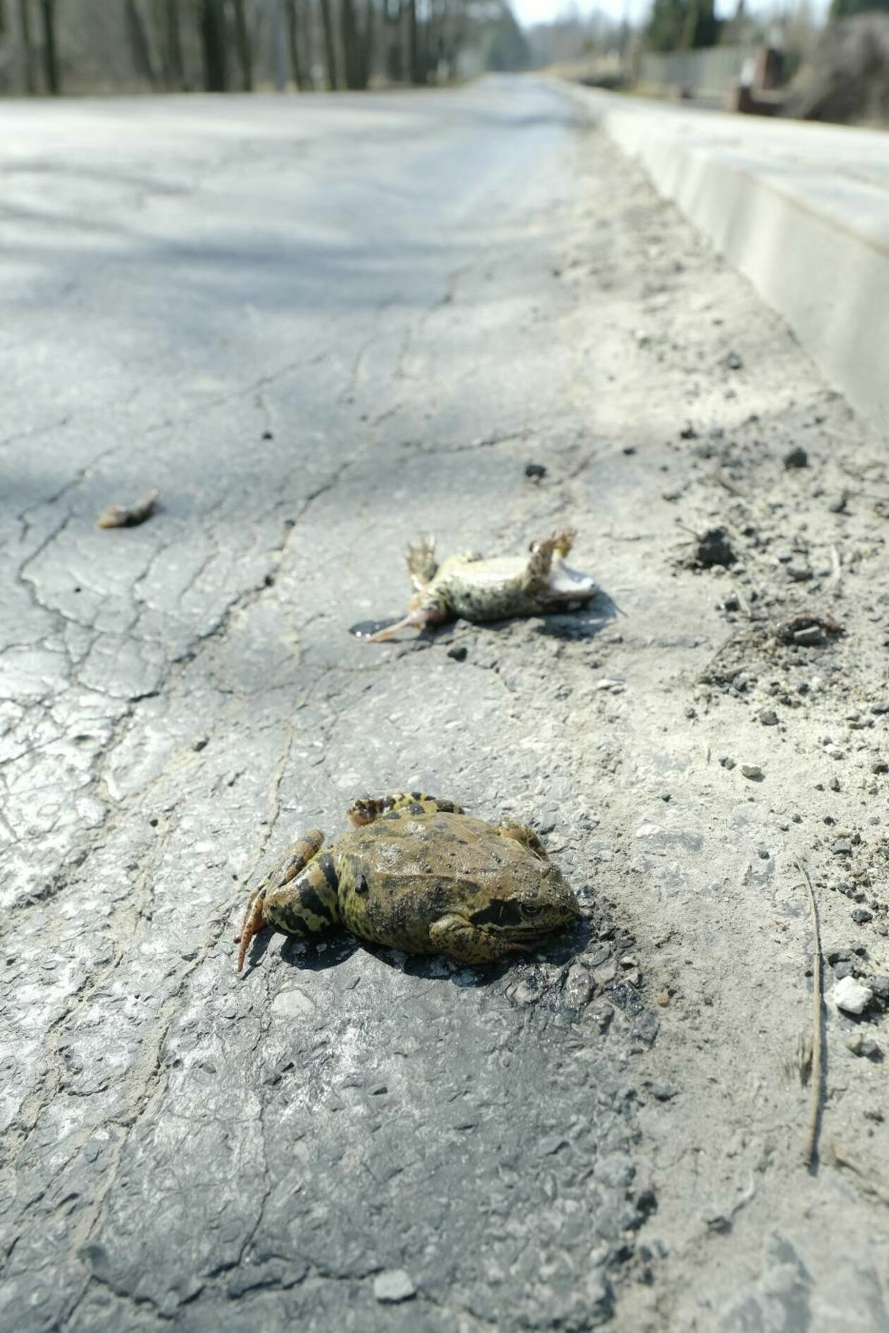  Wędrówki godowe żab przez ruchliwą drogę w Motyczu (zdjęcie 7) - Autor: Maciej Kaczanowski