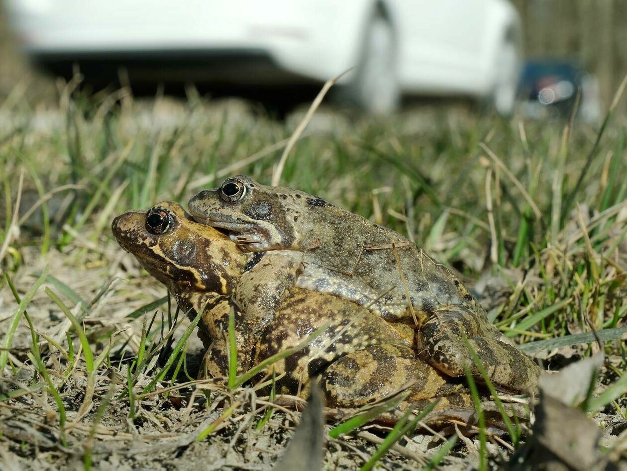 Wędrówki godowe żab przez ruchliwą drogę w Motyczu - Autor: Maciej Kaczanowski
