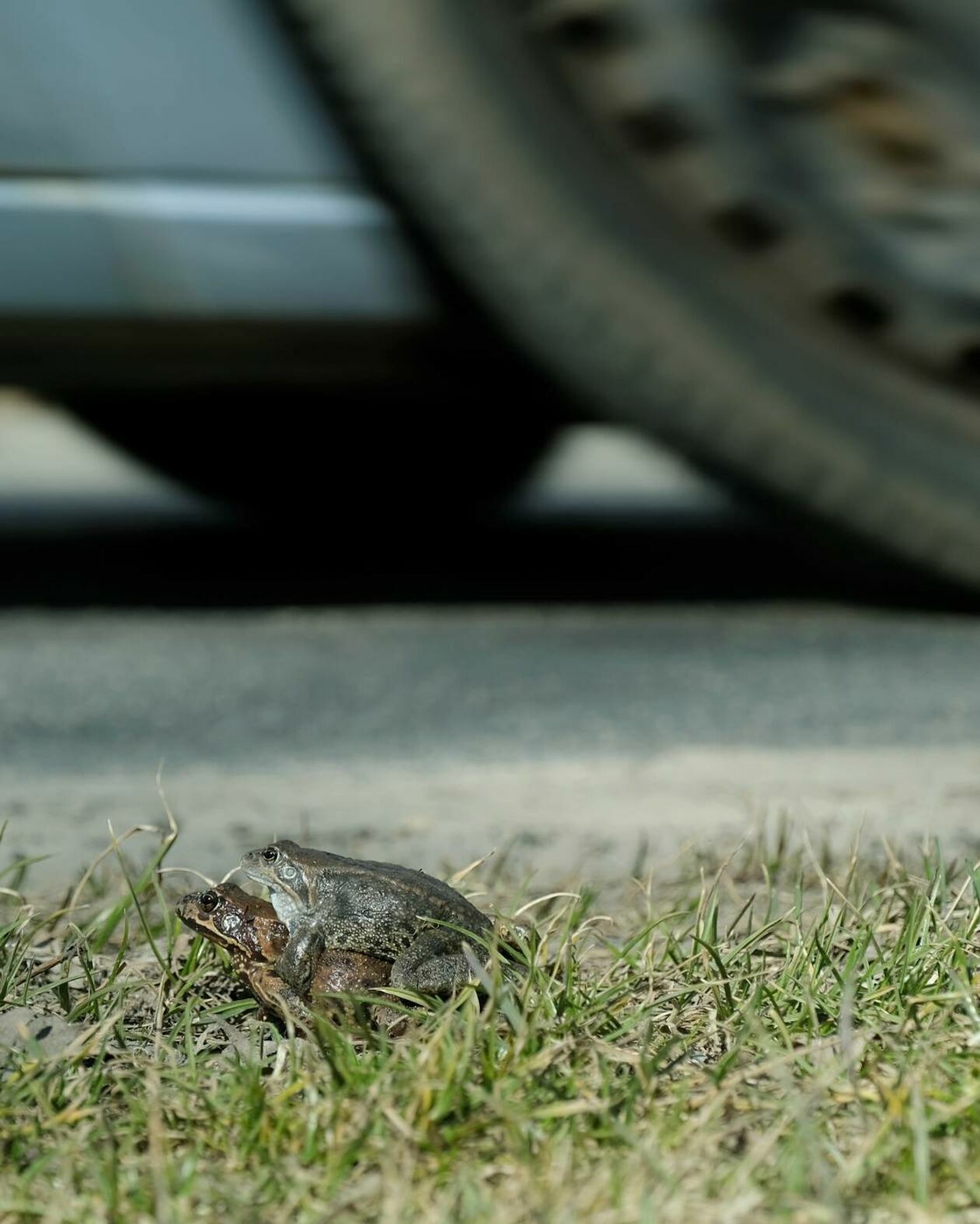  Wędrówki godowe żab przez ruchliwą drogę w Motyczu (zdjęcie 3) - Autor: Maciej Kaczanowski