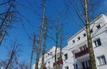 Okaleczone drzewa przy ul. Herbowej (zdjęcie 3)