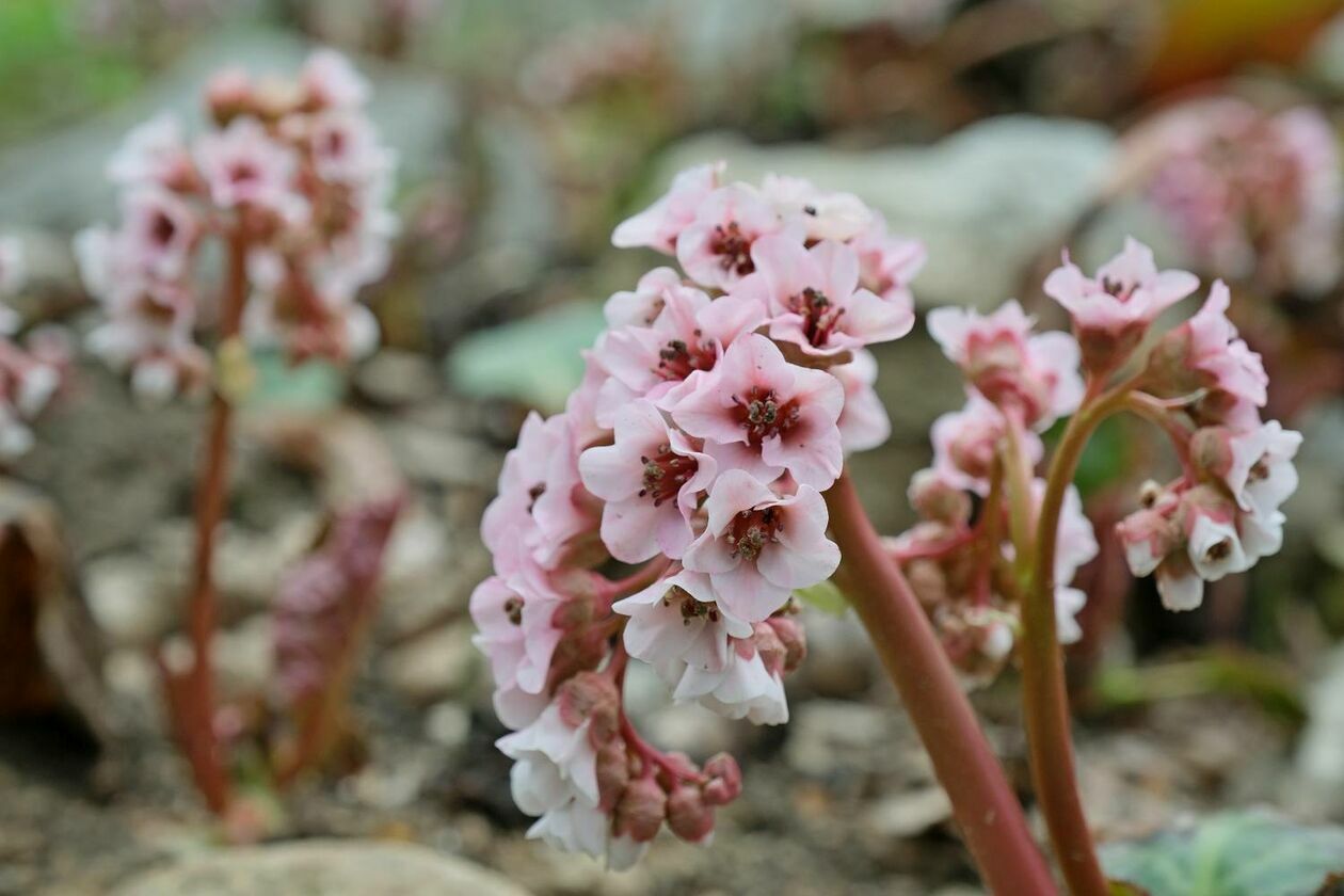  Ogród Botaniczny UMCS już otwarty dla zwiedzających (zdjęcie 6) - Autor: Maciej Kaczanowski