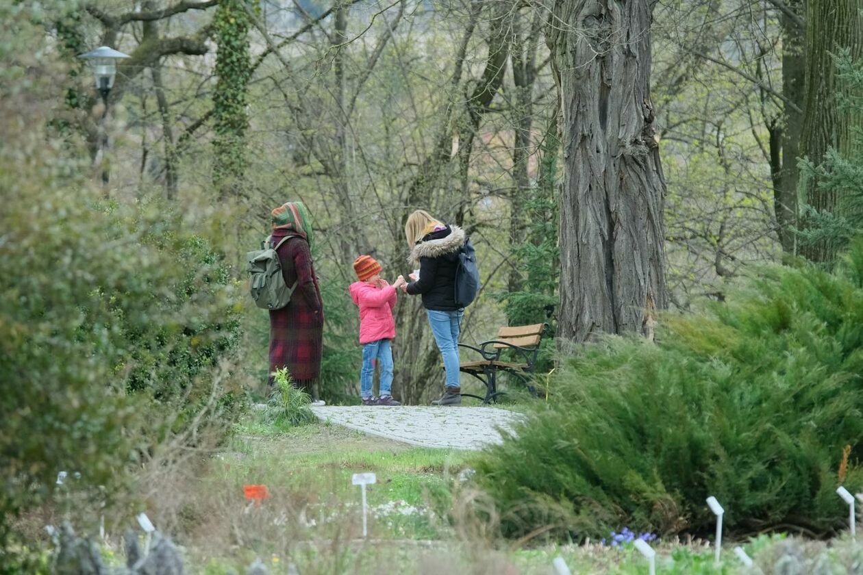  Ogród Botaniczny UMCS już otwarty dla zwiedzających (zdjęcie 31) - Autor: Maciej Kaczanowski