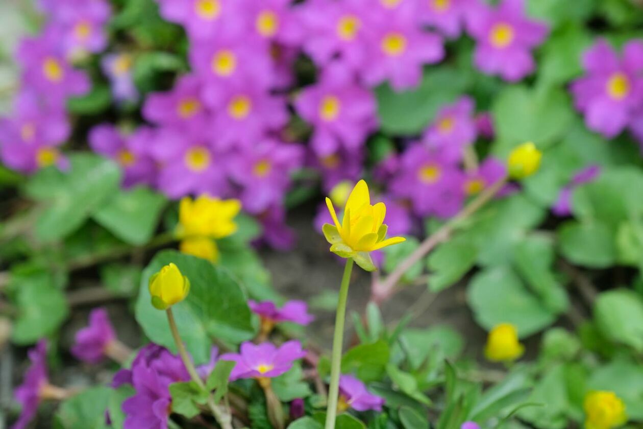  Ogród Botaniczny UMCS już otwarty dla zwiedzających (zdjęcie 8) - Autor: Maciej Kaczanowski