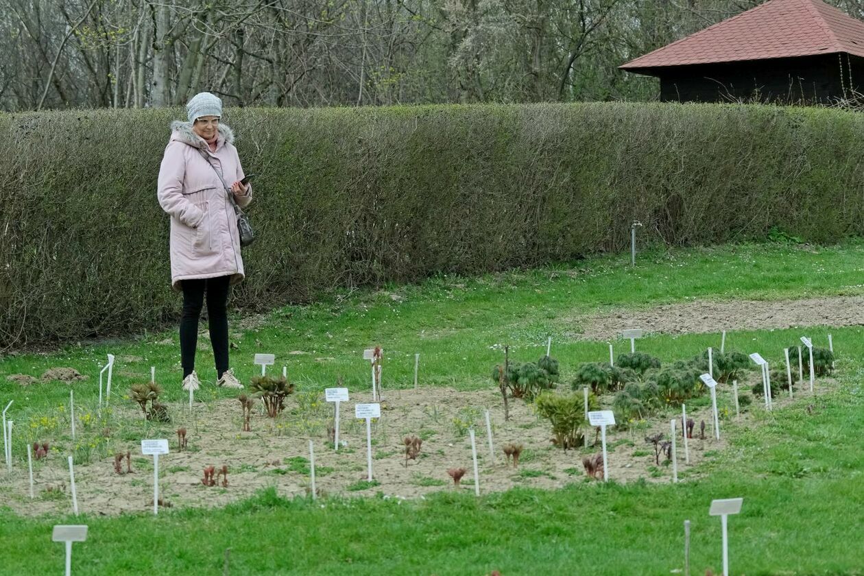  Ogród Botaniczny UMCS już otwarty dla zwiedzających (zdjęcie 42) - Autor: Maciej Kaczanowski