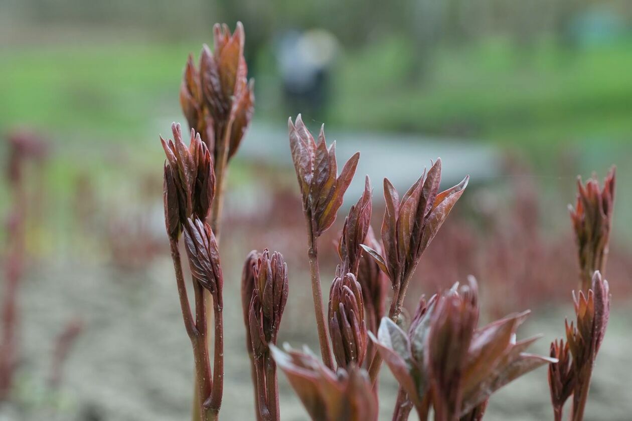  Ogród Botaniczny UMCS już otwarty dla zwiedzających (zdjęcie 21) - Autor: Maciej Kaczanowski