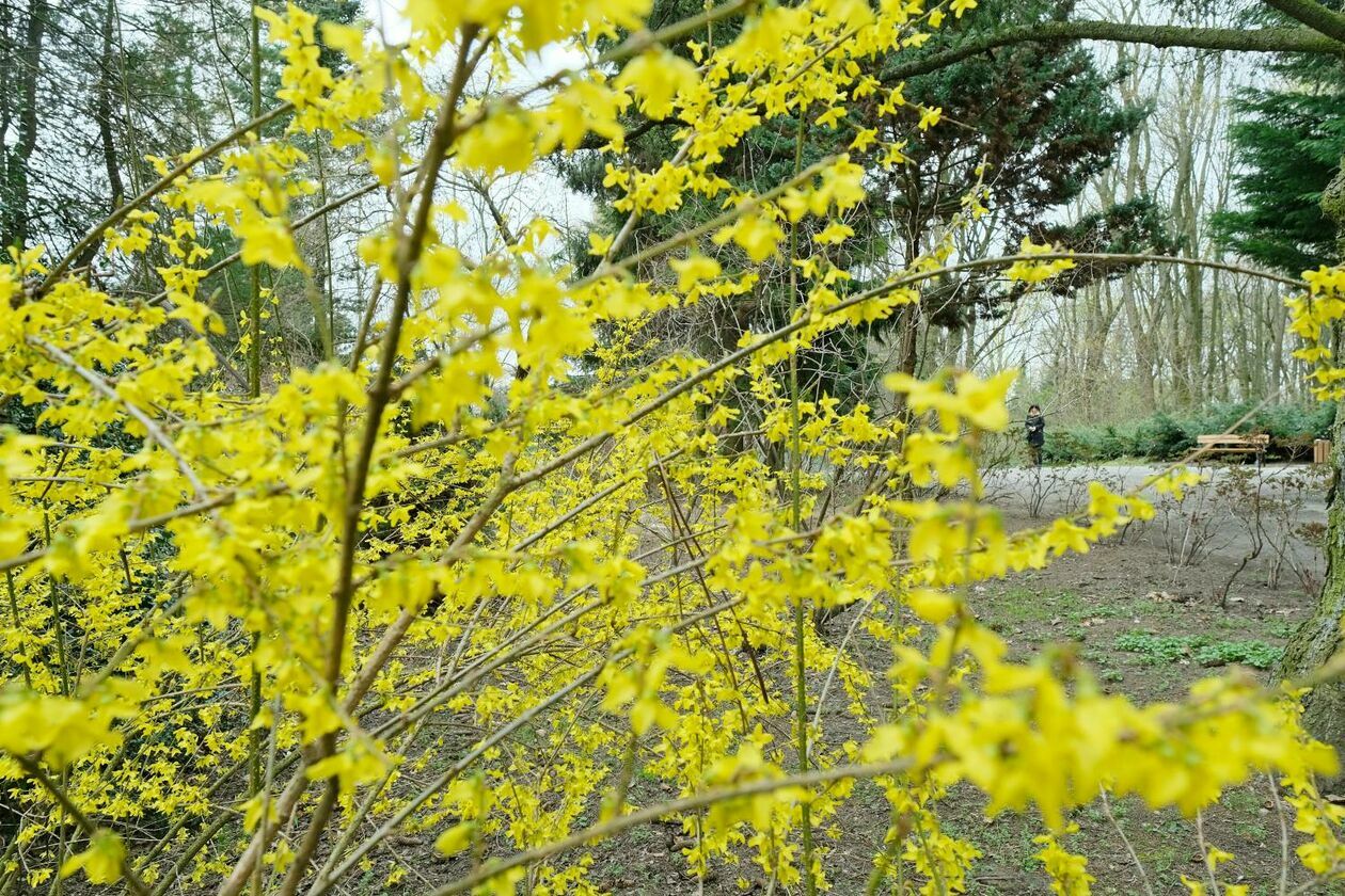  Ogród Botaniczny UMCS już otwarty dla zwiedzających (zdjęcie 4) - Autor: Maciej Kaczanowski