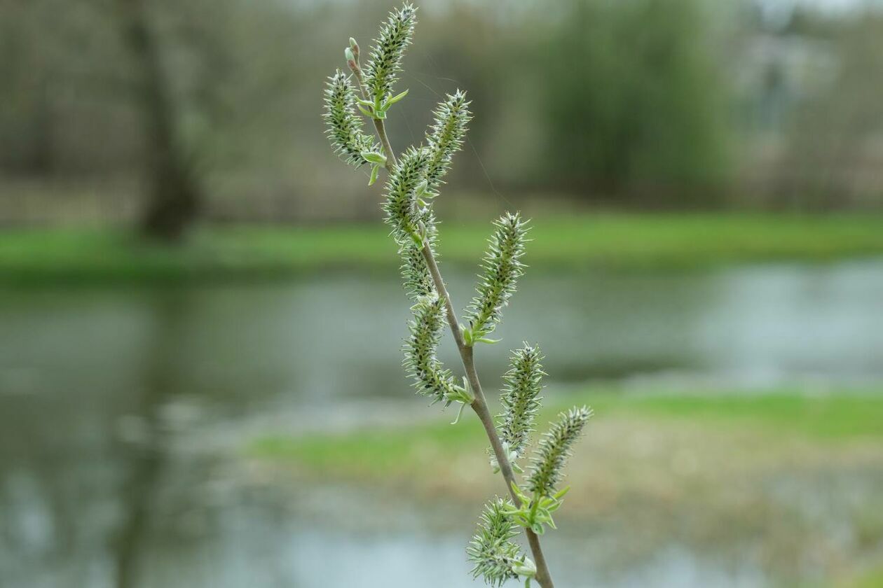  Ogród Botaniczny UMCS już otwarty dla zwiedzających (zdjęcie 17) - Autor: Maciej Kaczanowski