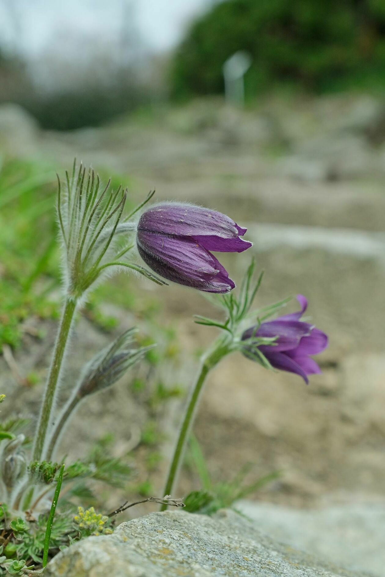  Ogród Botaniczny UMCS już otwarty dla zwiedzających (zdjęcie 13) - Autor: Maciej Kaczanowski