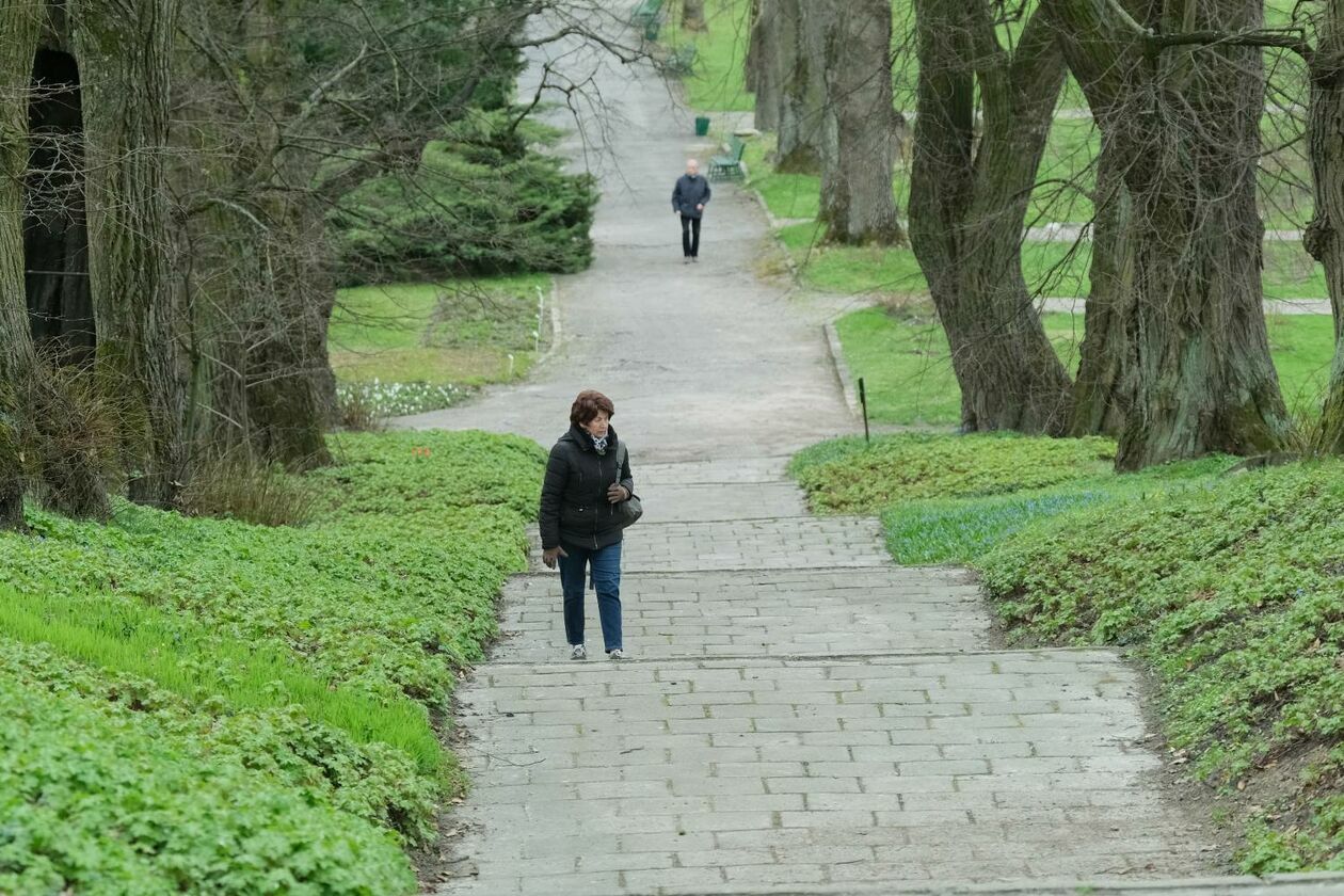  Ogród Botaniczny UMCS już otwarty dla zwiedzających (zdjęcie 29) - Autor: Maciej Kaczanowski