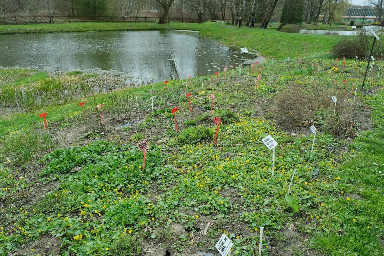  Ogród Botaniczny UMCS już otwarty dla zwiedzających (zdjęcie 18) - Autor: Maciej Kaczanowski