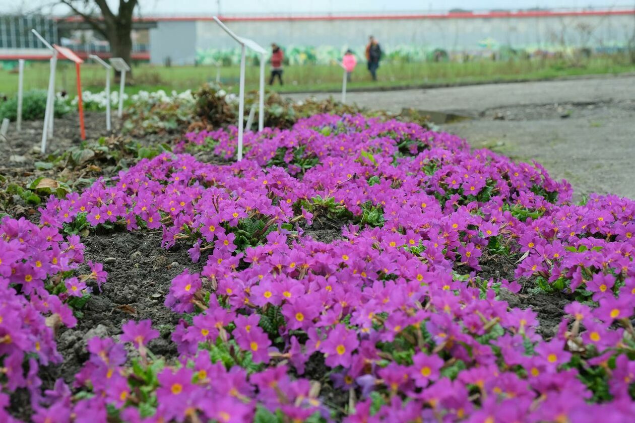  Ogród Botaniczny UMCS już otwarty dla zwiedzających (zdjęcie 24) - Autor: Maciej Kaczanowski