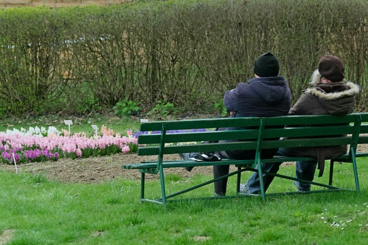  Ogród Botaniczny UMCS już otwarty dla zwiedzających (zdjęcie 43) - Autor: Maciej Kaczanowski