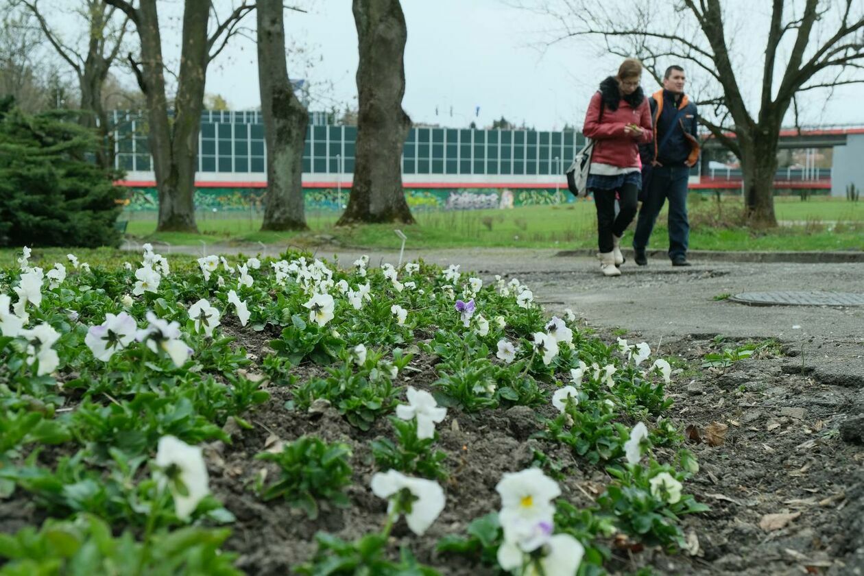  Ogród Botaniczny UMCS już otwarty dla zwiedzających (zdjęcie 25) - Autor: Maciej Kaczanowski