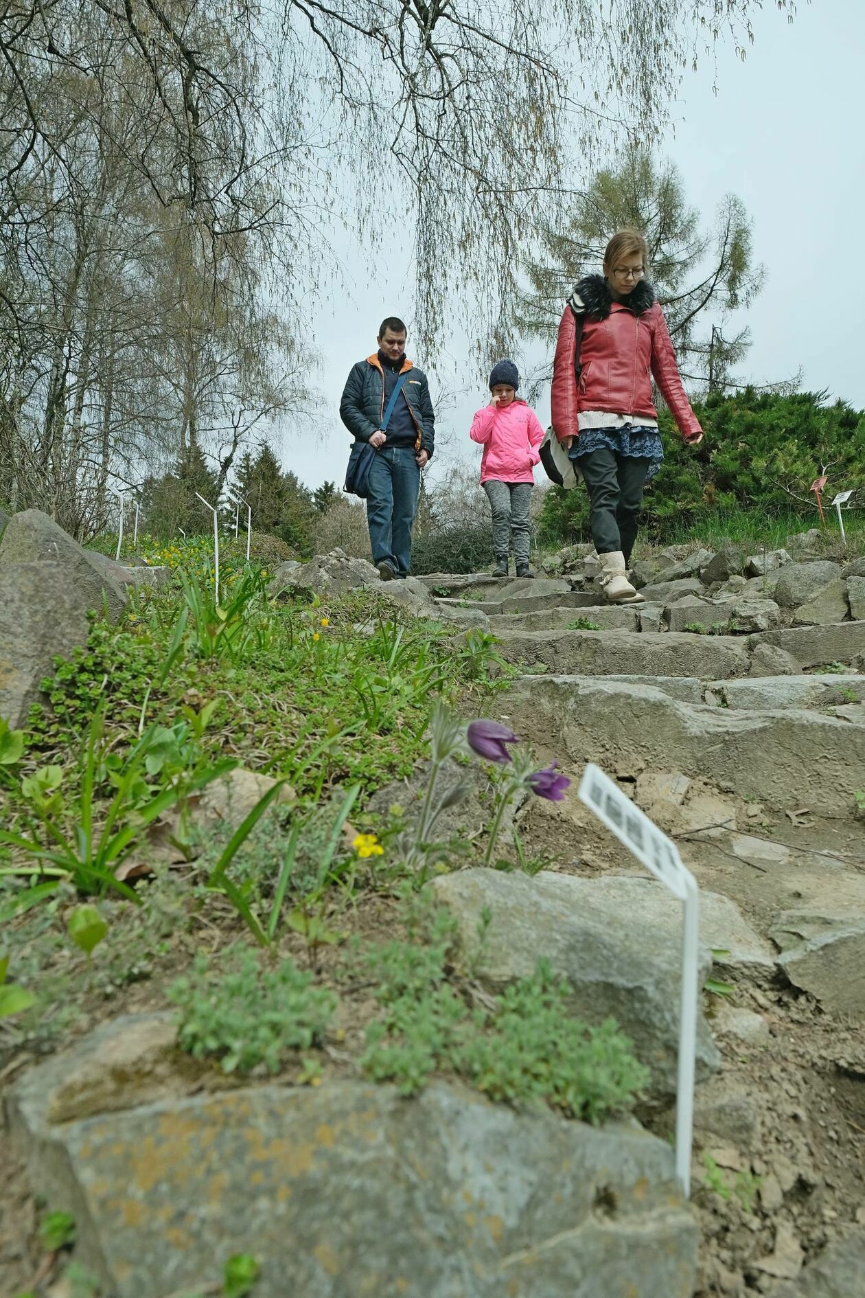  Ogród Botaniczny UMCS już otwarty dla zwiedzających (zdjęcie 11) - Autor: Maciej Kaczanowski