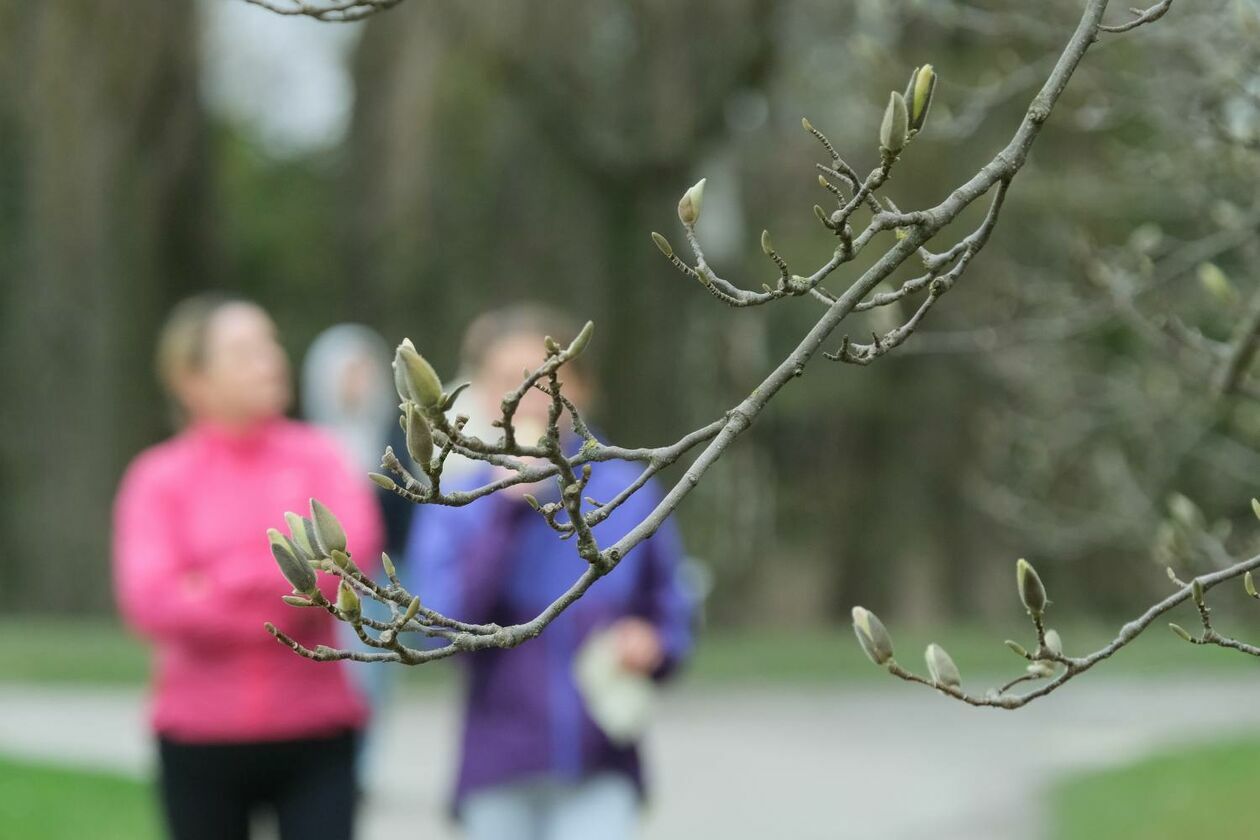  Ogród Botaniczny UMCS już otwarty dla zwiedzających (zdjęcie 39) - Autor: Maciej Kaczanowski