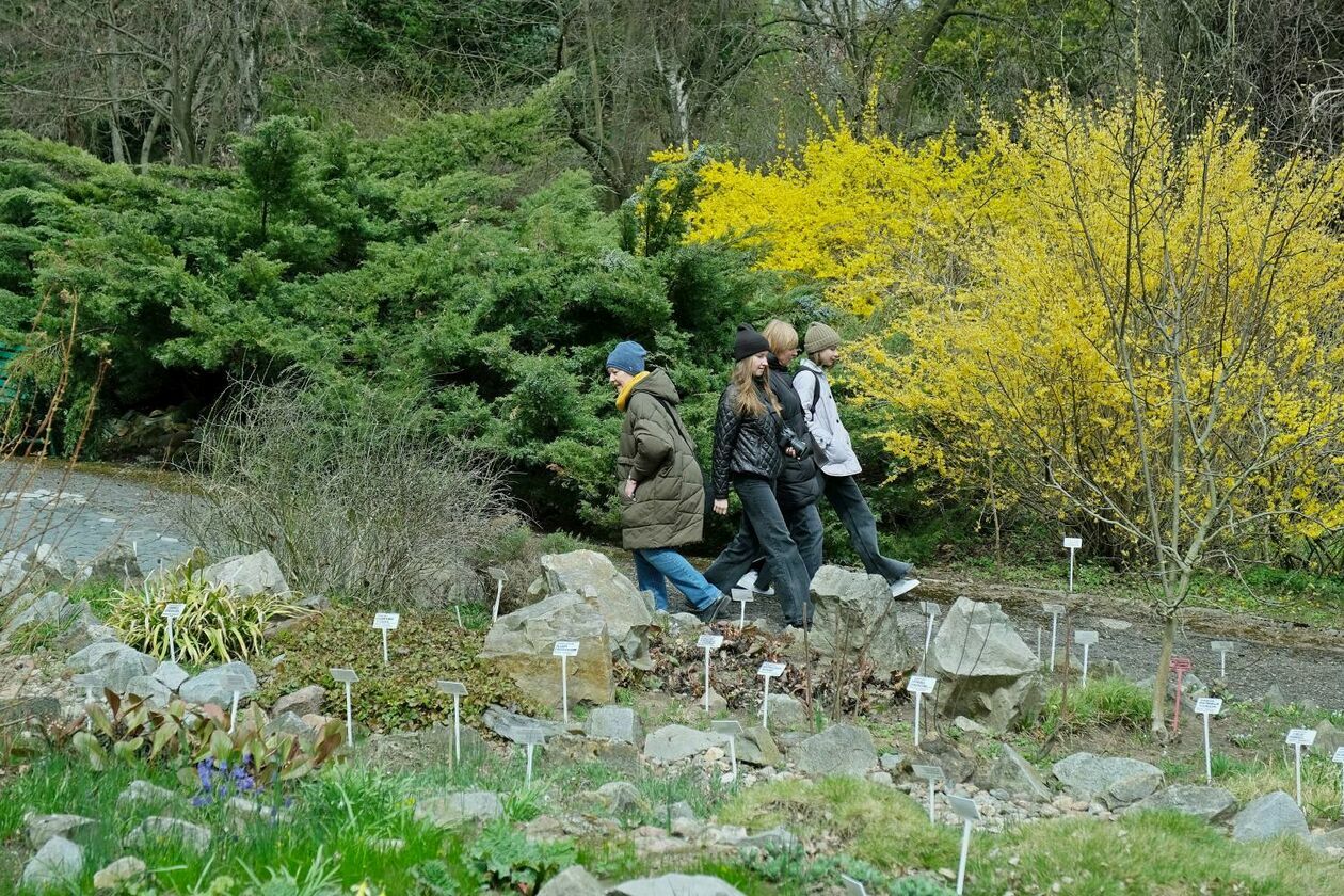  Ogród Botaniczny UMCS już otwarty dla zwiedzających (zdjęcie 10) - Autor: Maciej Kaczanowski