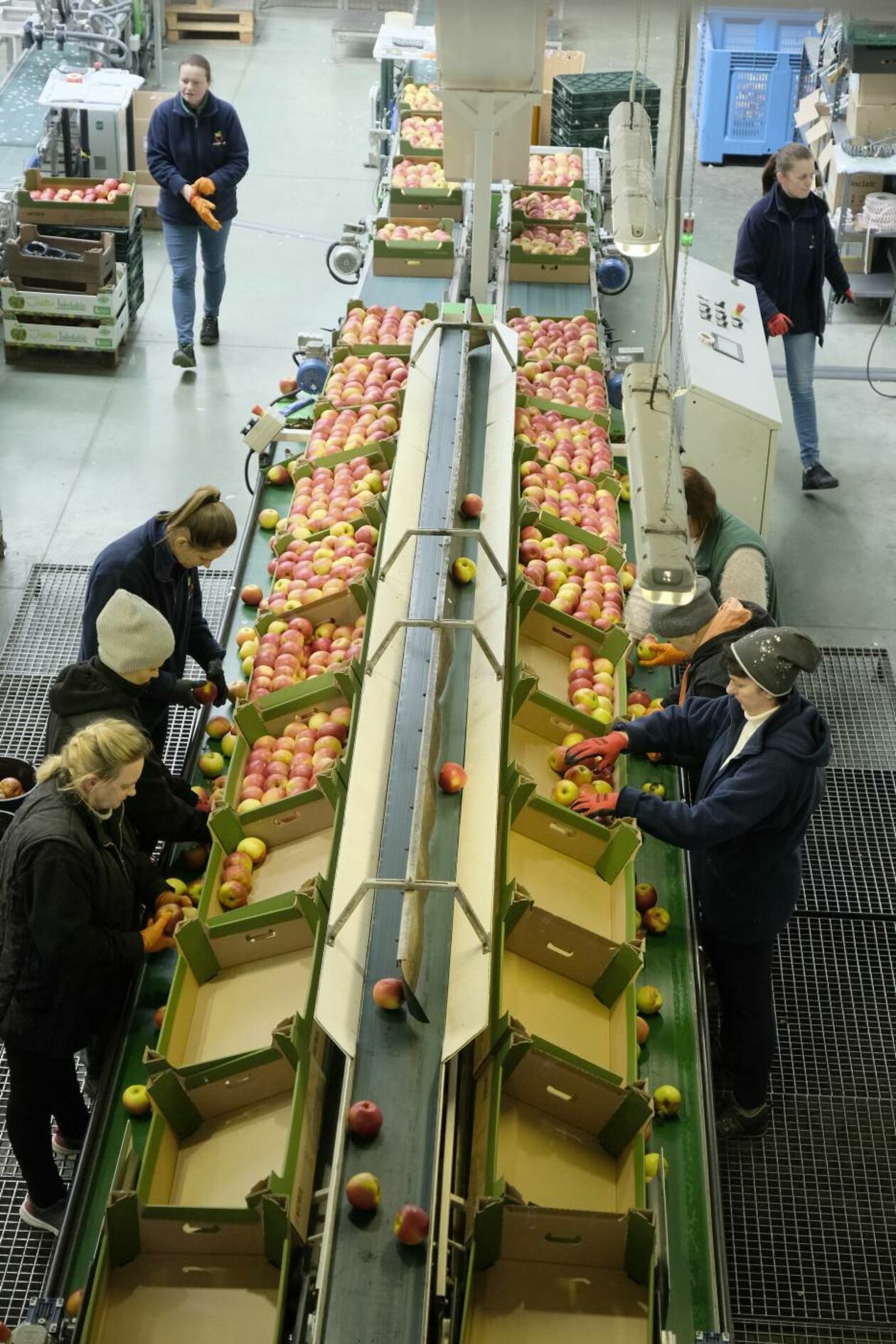  ZPO Stryjno - Sad: hala sortowania i pakowania jabłek (zdjęcie 5) - Autor: Maciej Kaczanowski