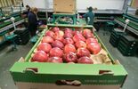 ZPO Stryjno - Sad: hala sortowania i pakowania jabłek (zdjęcie 3)