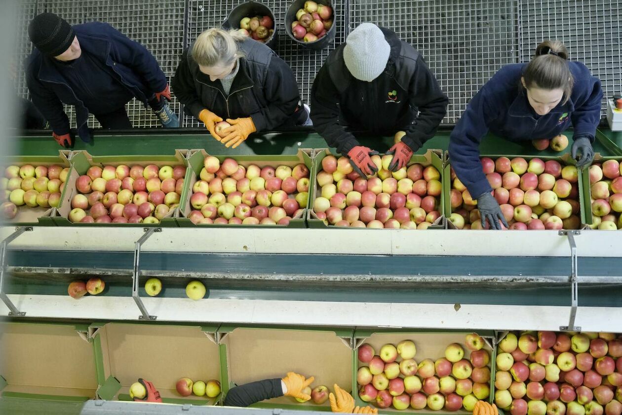  ZPO Stryjno - Sad: hala sortowania i pakowania jabłek (zdjęcie 1) - Autor: Maciej Kaczanowski