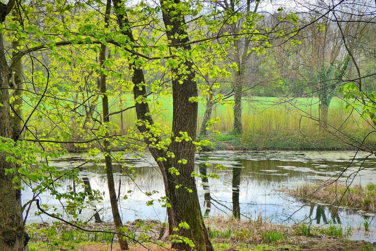  Wiosna w Emilcinie (zdjęcie 13) - Autor: Wojciech Domagała