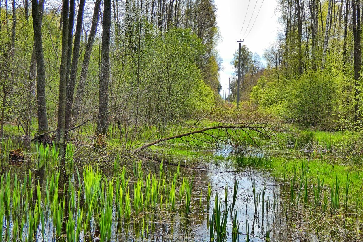  Wiosna w Emilcinie (zdjęcie 12) - Autor: Wojciech Domagała