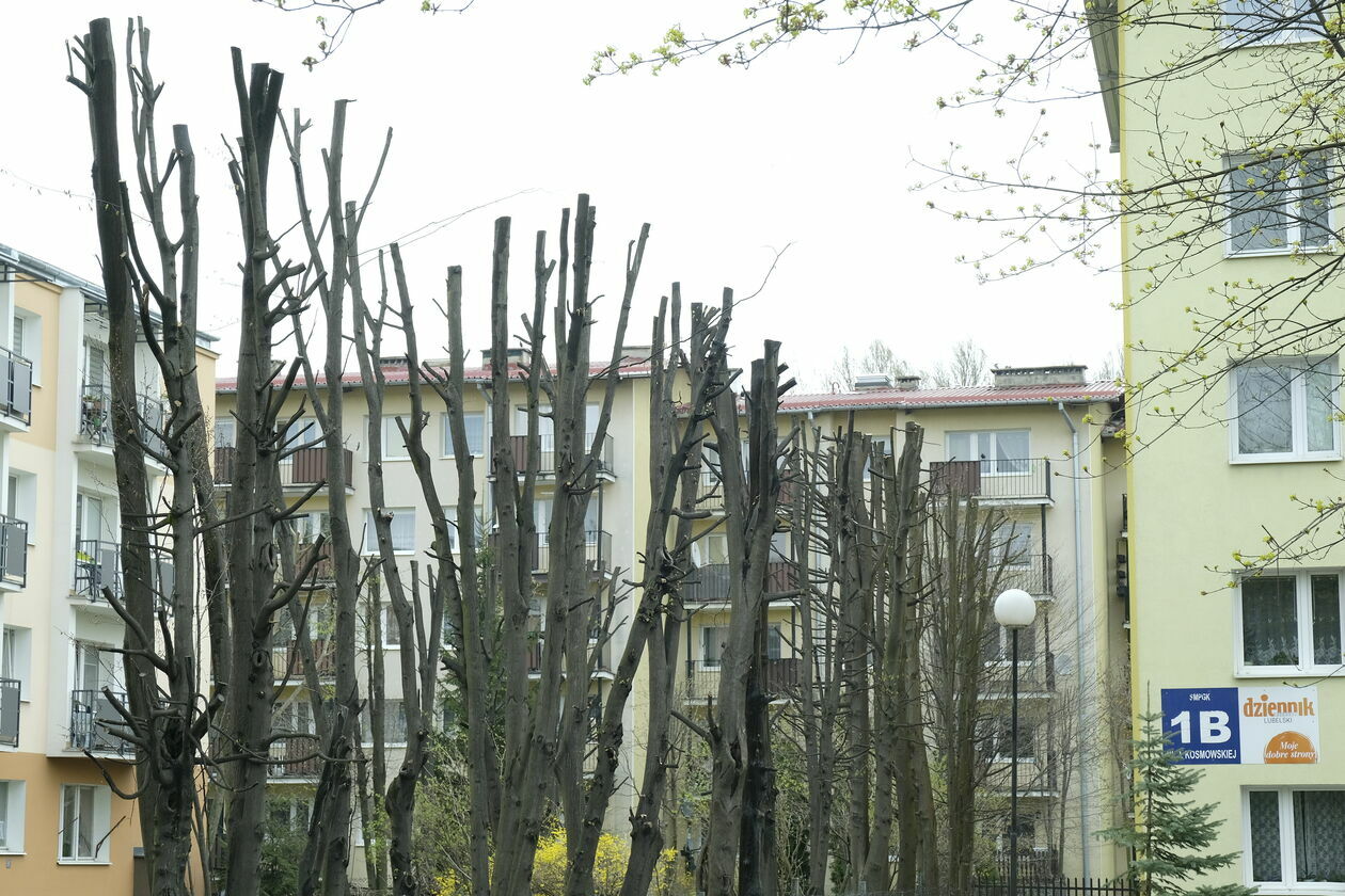 Zniszczone drzewa przy ul. Kosmowskiej w Lublinie - Autor: Maciej Kaczanowski