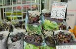 Ceny truskawek i borówki amerykańskiej na lubelskich tatrgowiskach (zdjęcie 3)